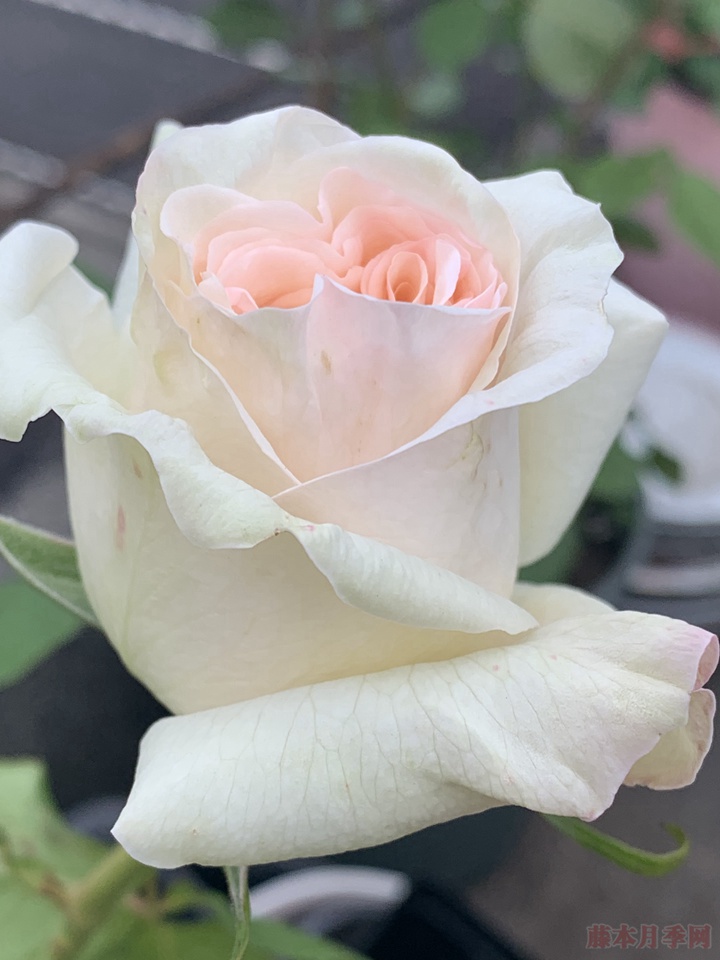 白荔枝 切花月季有哪些好品种值得入手