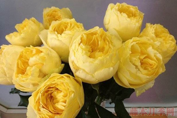 大花微月小黄鸡月季的优缺点 大花微月小黄鸡月季的优缺点