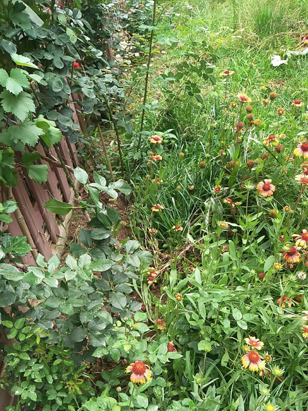 月季边上可以种些花花草草吗? 月季边上可以种些花花草草吗?