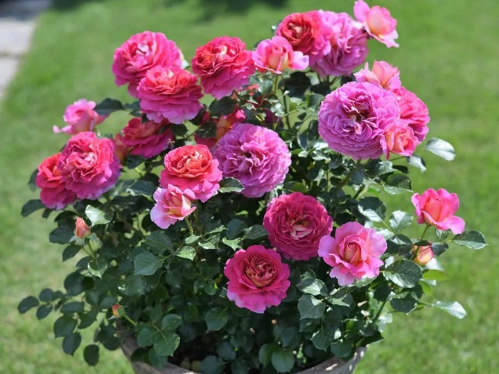 1705299510133982.jpg 月季花室内的养殖方法