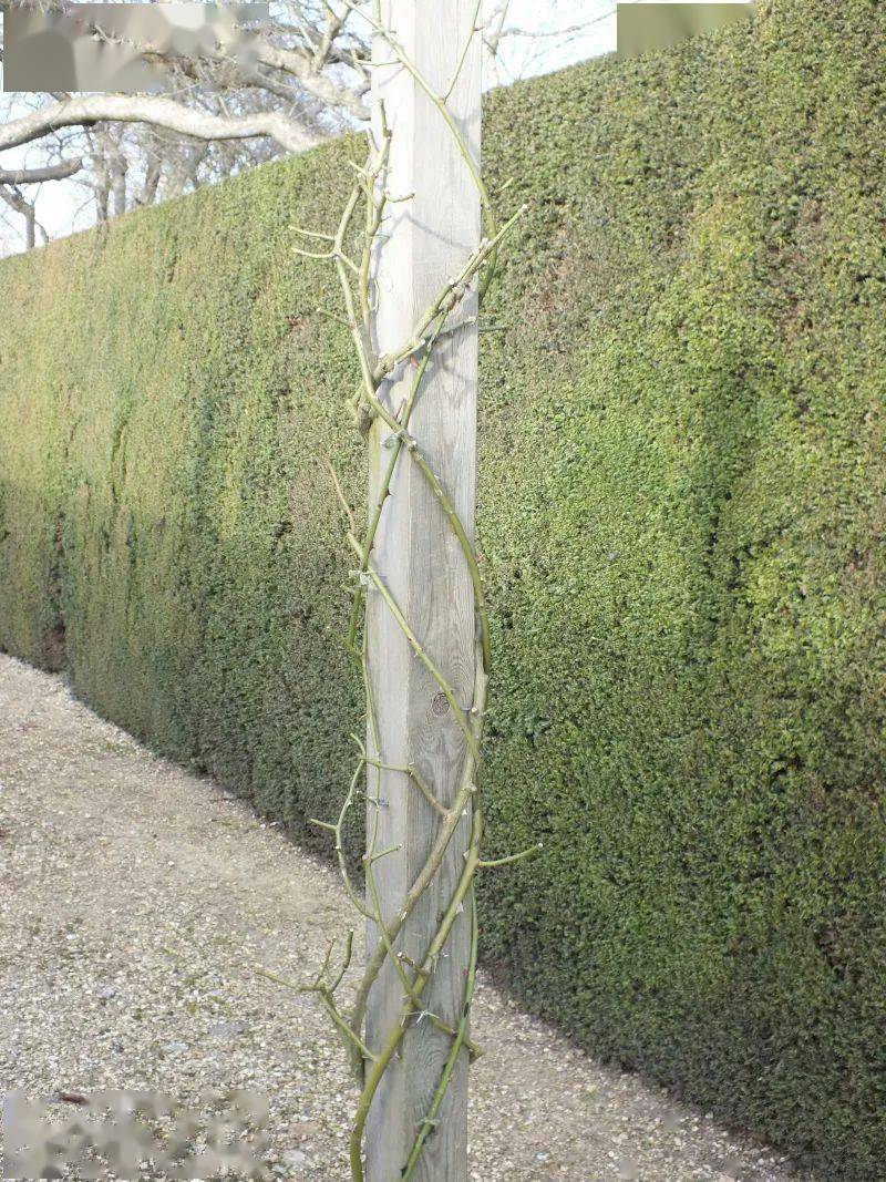 爬藤月季冬季修剪横拉技巧（做好了来年轻松开爆花）