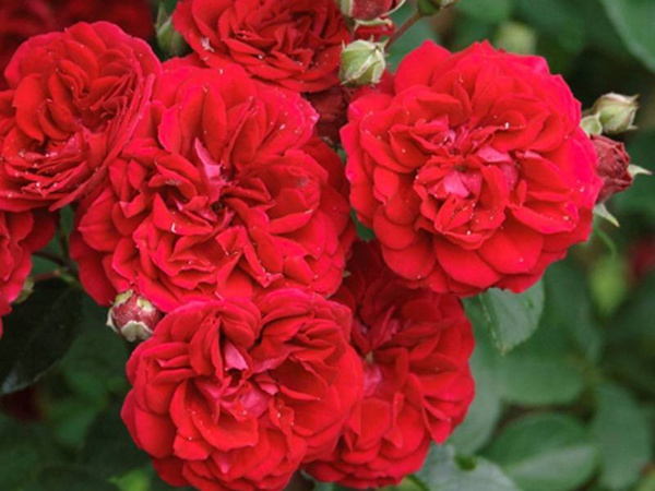 月季花容易生什么虫子