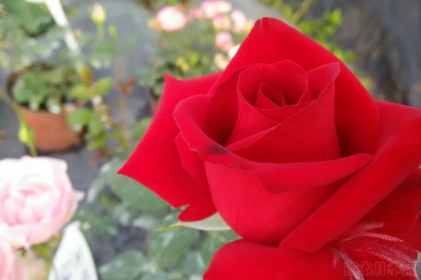 1710197813162858.jpg 卡罗拉月季一年开几次花