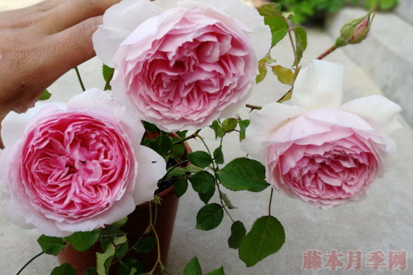 1705124433438677.jpg 威基伍德月季株型多大