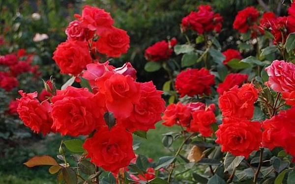 御用马车 御用马车