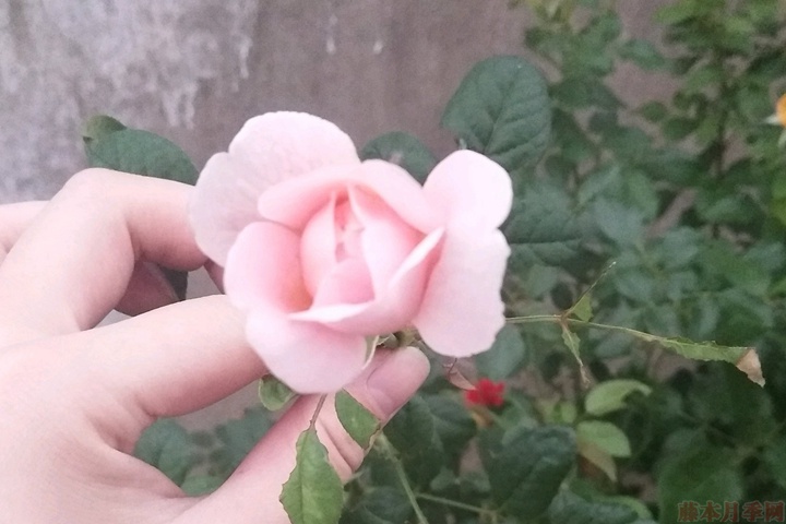 瑞典女王月季优缺点分析