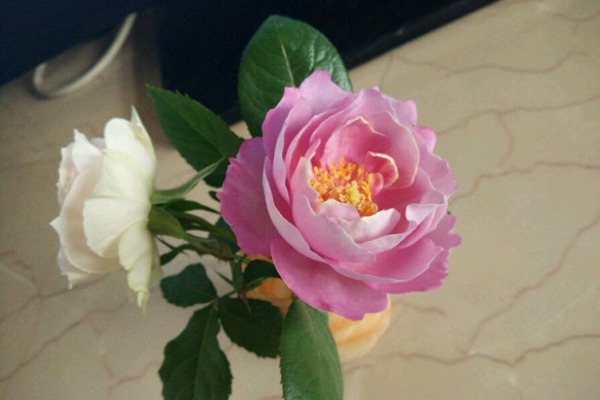 羊脂香水 羊脂香水