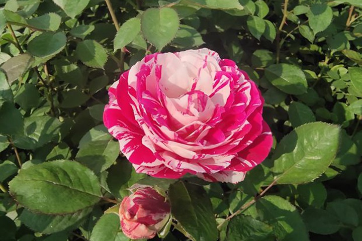 月季节日礼花和流星雨的区别