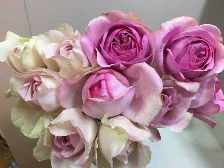 伊芙感谢香水 伊芙感谢香水