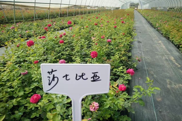 哪里有藤本月季小苗批发? 哪里有藤本月季小苗批发?