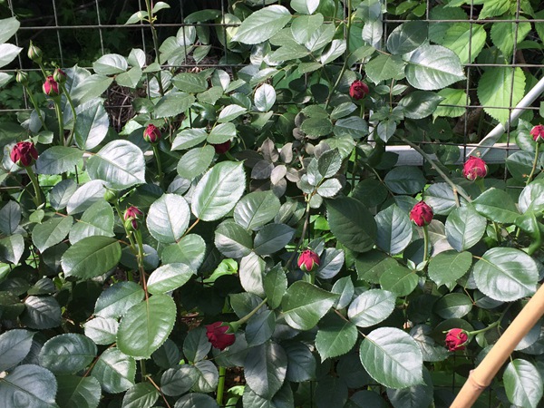 1710122127770842.jpg 十大公认最好红色月季品种