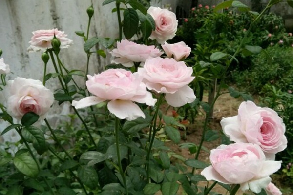 1710373378516247.jpg 我的心月季是藤本还是灌木(大型藤本)