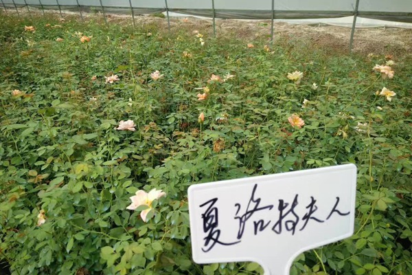 哪里有藤本月季小苗批发? 哪里有藤本月季小苗批发?