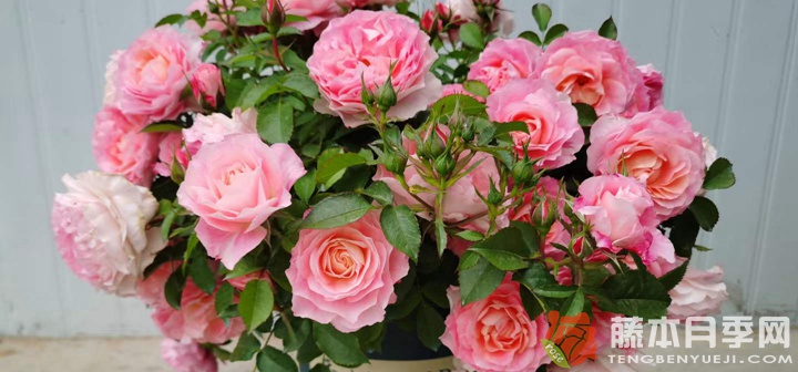 海神王阳台月季怎么养(爆盆技巧) 海神王阳台月季怎么养(爆盆技巧)