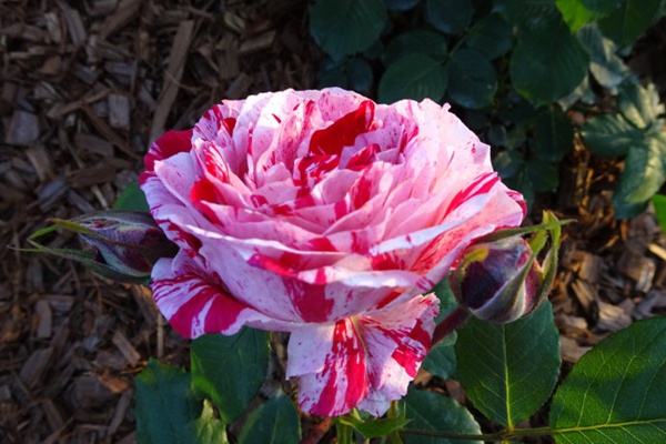 抓破美人脸月季的优缺点有哪些 抓破美人脸月季的优缺点有哪些