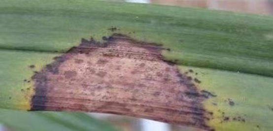 1662000963617310.jpg 炭疽病_副本.jpg