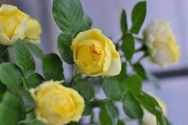 金丝雀月季的优缺点有哪些? 金丝雀月季的优缺点有哪些?