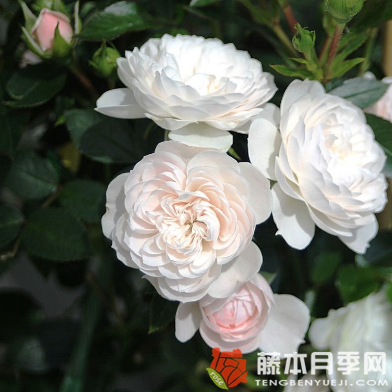 月季花苞剪下来插瓶会开吗 月季花苞剪下来插瓶会开吗