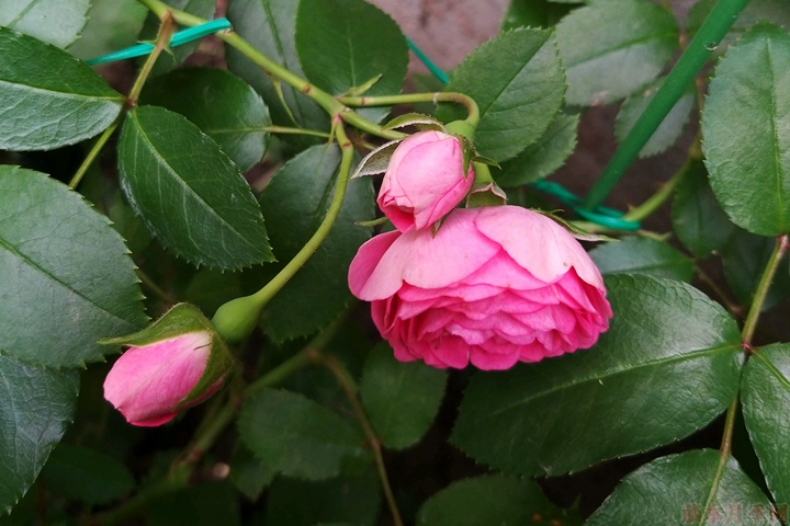 胭脂扣月季 胭脂扣月季花的优缺点有哪些?