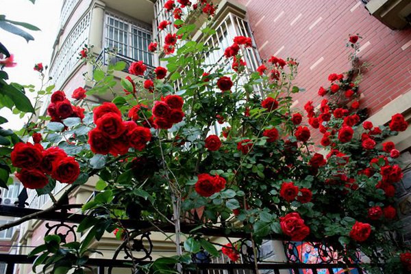 御用马车 御用马车