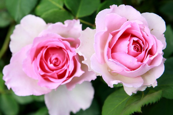 罗衣-藤本月季 月季罗衣与粉黛哪个品种好(罗衣与粉黛的区别)