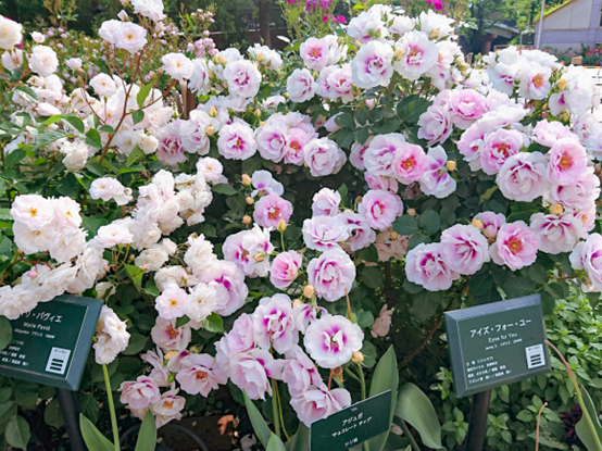 image 月季花型分类图(玫瑰)标准绽放形式图解