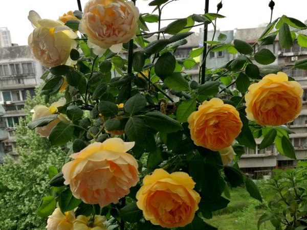 黄金庆黄-藤本月季 黄金庆黄-藤本月季