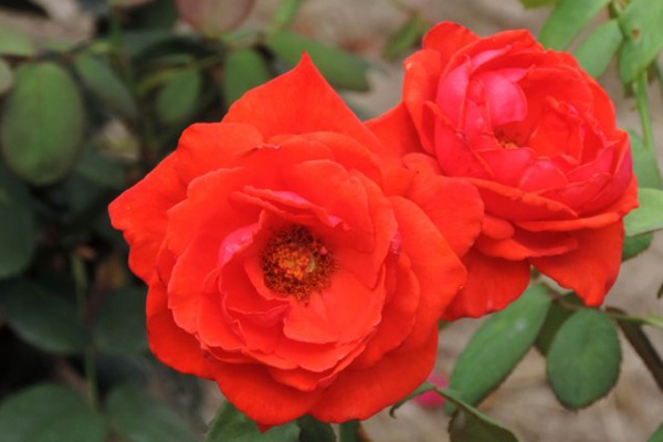 1706253156120502.jpg 月季香云和红双喜哪个香