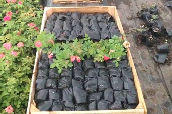 哪里有藤本月季小苗批发? 哪里有藤本月季小苗批发?