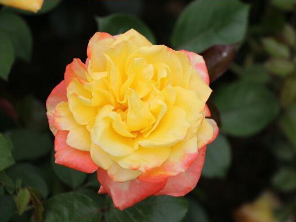 欧月月季花的养殖方法