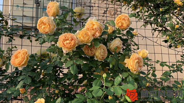 月季嫁接苗几年退化