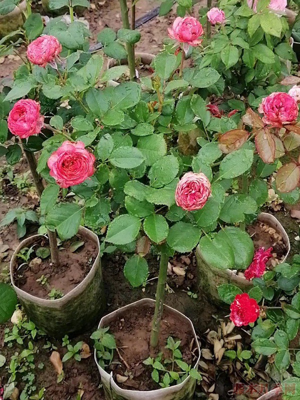 哪里有月季树卖,月季树去哪里批发 哪里有月季树卖,月季树去哪里批发