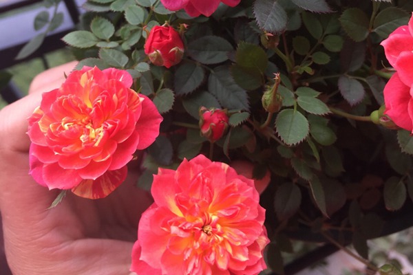 躲躲藏藏 躲躲藏藏