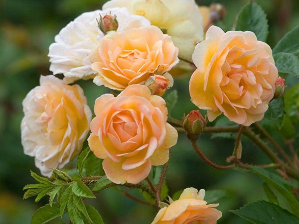 月季花苗一棵多少钱 月季花苗一棵多少钱