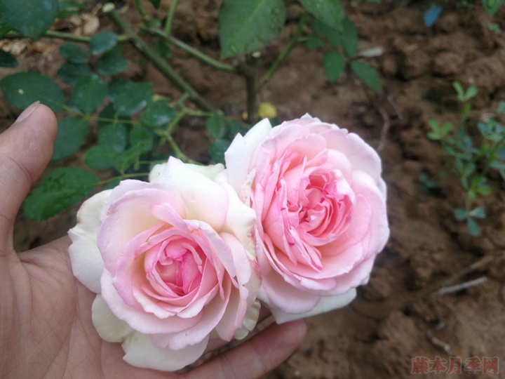 龙沙宝石 龙沙宝石