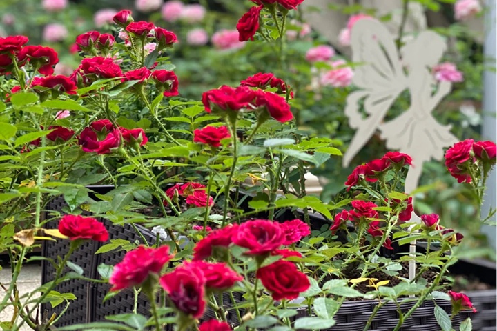 无条件的爱月季的优缺特点