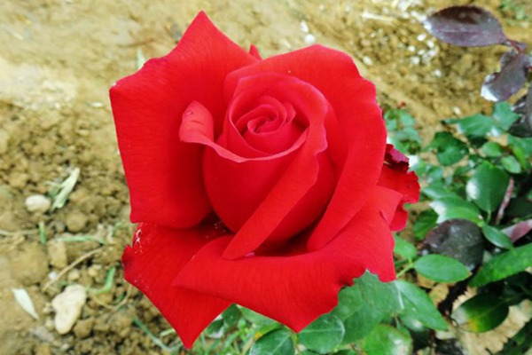 1710122510822710.jpg 十大公认最好红色月季品种