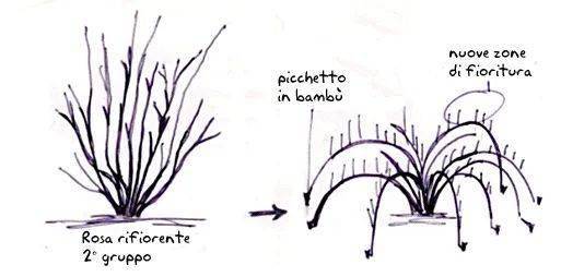 爬藤月季冬季修剪横拉技巧（做好了来年轻松开爆花）