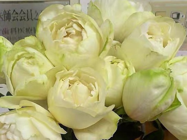 伊芙雪之香水 伊芙雪之香水