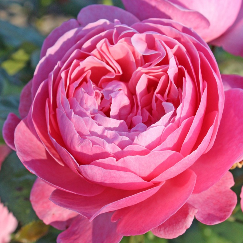 科隆香水 科隆香水