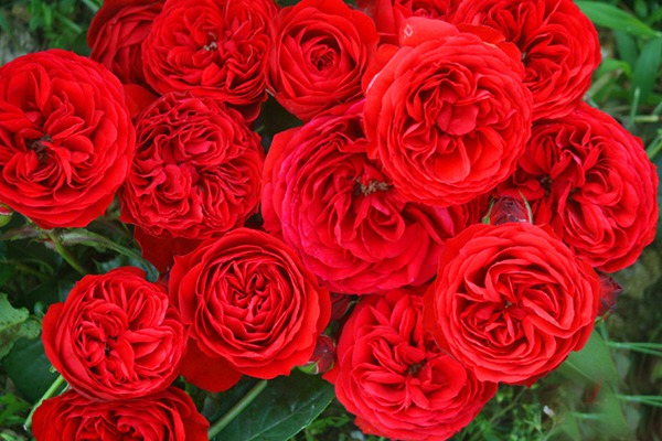 1710122256692899.jpg 十大公认最好红色月季品种