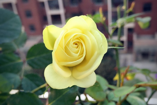 奶油龙沙宝石-微型月季 奶油龙沙宝石-微型月季