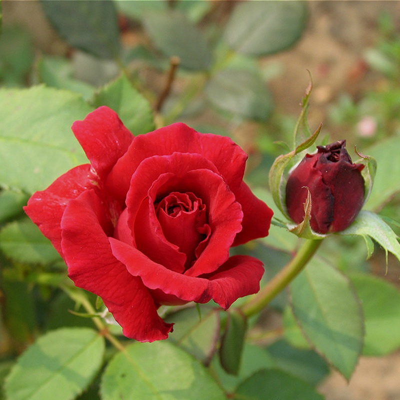 丝绒香水 丝绒香水