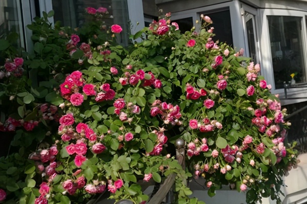 1710375974164861.jpg 垂吊效果好的月季品种推荐