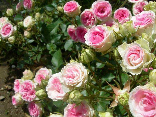 藤本小伊甸园 藤本小伊甸园