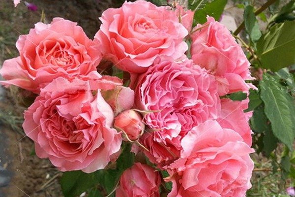 藤本月季珊瑚果冻的优缺点有哪些？