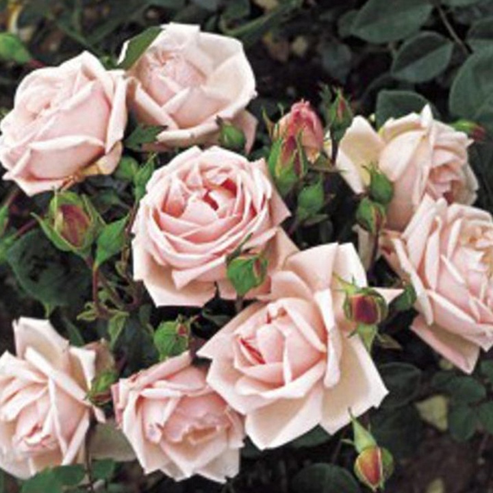 月季花喷农药最佳时间 月季花喷农药最佳时间