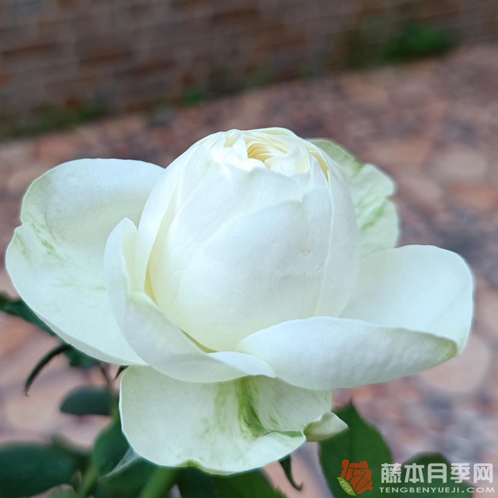 冰雪世界Frozen 冰雪世界Frozen