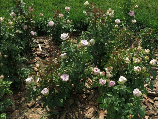 小伊甸园 小伊甸园