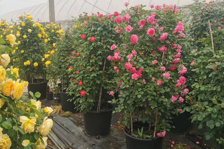 1705732633906469.jpg 月季花冬季什么时候剪枝好